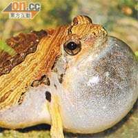 粗皮姬蛙<BR>經環團近五年時間管理，塱原的兩棲類品種亦有輕微增長。