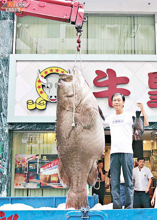 釣友捕 30公斤重巨鯇魚 1001-00176-043b1