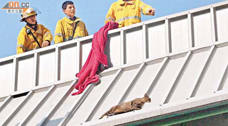消防員登上簷篷頂，用毛氈拯救被困小貓。	（蕭添榮攝）