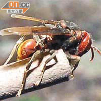 虎頭蜂為本港出沒最惡的蜂蟲之一。