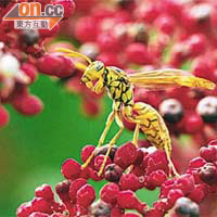 黃蜂是秋天最活躍的蜂之一，以雜食為主。