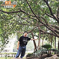 中大校園內的高山榕屬香港古樹名木的其中一種。