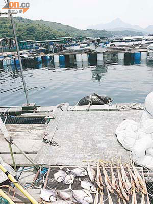 近年魚獲大減，或與天氣變化有關。