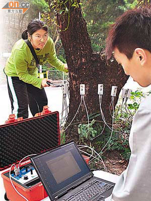 學生及工作人員為樹木進行聲納探測，檢驗樹幹密度。