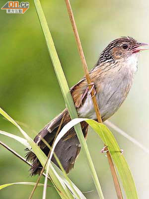 本港的大草鶯命名為Chinese Grassbird，逢三月求偶時就會唱歌。	（夏敖天／香港觀鳥會提供圖片）