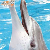 陳晴表示動物非常有靈性，其中海豚智商高，容易與人溝通。