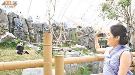 甫抵達熊貓館，Judy即熱情地揮手與熊貓樂樂、盈盈打招呼。