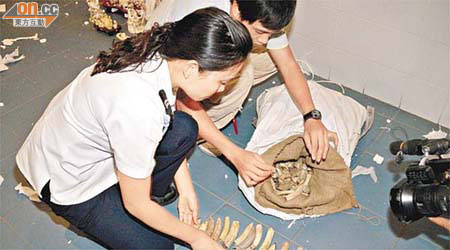 澳門海關檢獲有香港漁護署封條的三袋原牙材料，部分細小，仍待化驗是否屬河馬牙。