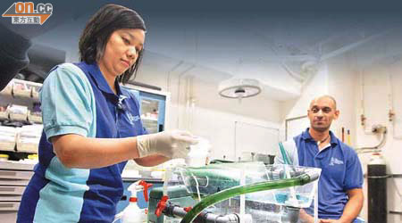 范禮文的護士助手（左）將麻醉藥粉混入手術箱其中一格的清水內。