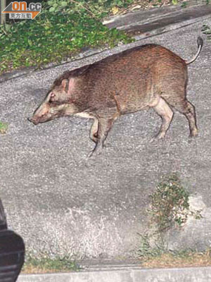 晚上八時許，一頭雄性小野豬在停車場前後兩次走出來，與流浪狗爭食。