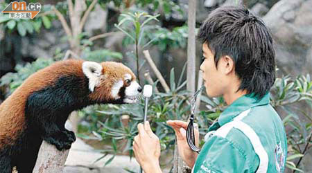 小熊貓「栗子」跟隨護理員的目標棒指示而行動。