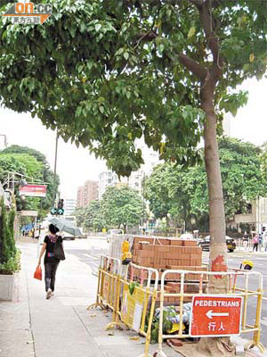 路政署於太子道西進行路面工程，施工路磚疊高數呎，被指危及樹木生長。
