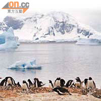 在全球暖化效應下，南極企鵝的生態也受威脅。	（資料圖片）