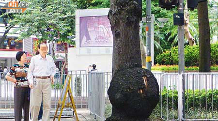 樹木根部嚴重發脹，令市民對樹木健康甚表關注。
