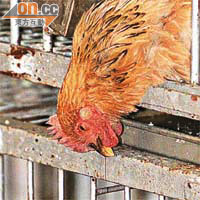 本港過去曾因多次在活雞找到H5N1禽流感病毒，採取殺雞大行動。