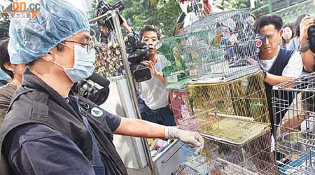 漁護署人員在雀鳥公園檔戶的鳥籠抽取雀鳥糞便樣本化驗。	（何天成攝）
