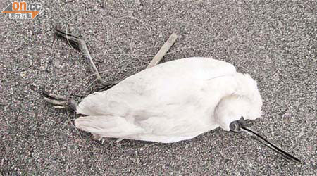 米埔發現被養魚戶設置陷阱所殺的黑臉琵鷺，屍身纏着魚絲。	（世界自然基金會提供）