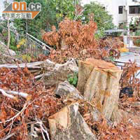 涉事村屋門前樹木已被砍伐殆盡。