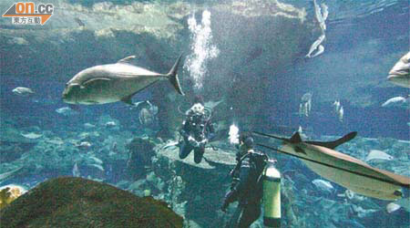 海洋公園本月十二日起舉辦海洋館潛水之旅，讓潛水發燒友有機會近距離接觸海洋館的魚類。