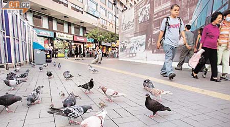 市民接觸雀鳥或雀糞，可能感染隱球菌。（資料圖片）