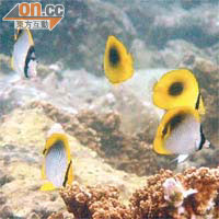 蝴蝶魚（又稱細紋蝶、豆豉蝶或黑背蝶）是珊瑚礁普查其中一個指標品種，常見於調查地點。