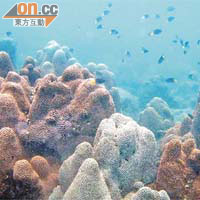 扁腦珊瑚堪稱是香港最具代表性的珊瑚品種。 