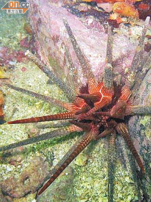 其中一名普查潛水員月前在沙塘口山發現香港罕見的石筆海膽。 	