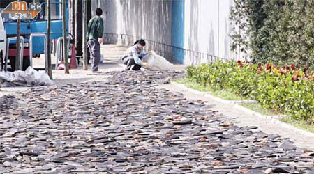 工人將逾千件脊翅鋪在街上乾曬，蔚為奇觀。	（陳錦輝攝）