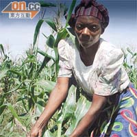 受氣候變化影響，非洲不少農民面對農作物失收，收入大減。	（樂施會提供圖片）