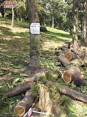 巿民發現摩士公園內有大批樹木被移走，擔心樹木被胡亂砍伐。