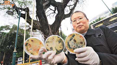 趙紹惠擔心10號病樹花槽的褐根病菌未被清理，會感染栢麗大道其他榕樹。