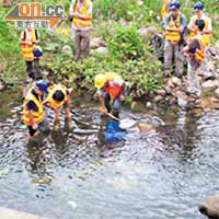 林村河<BR>渠務署今年十一月曾派員將林村河的香港蠑螈遷往上游生活。	（渠務署圖片）