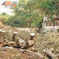 八鄉竹坑村河旁有數棵樹木遭人砍伐。