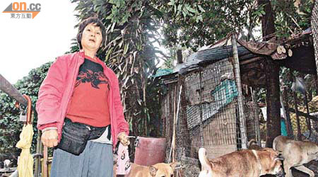 阿蘭在金山村搭建鐵皮屋收養流浪貓狗。