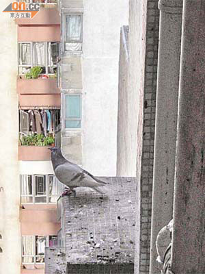 野鴿出沒，令住戶擔心衍生環境不潔問題。（讀者提供圖片）