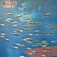 市民將可在農曆新年近距離欣賞近百條藍鰭吞拿魚暢泳。