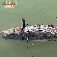 梧桐河的排水口不時有污水排出，不難在河面發現死魚、發泡膠或膠袋等垃圾。