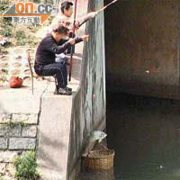 「釣魚阿伯」速遞實錄<BR>11月24日 「釣魚阿伯」將大魚放入竹籮。