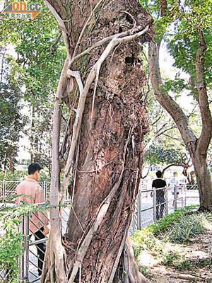 深水埗公園內有大葉桉與榕樹相纏生長。