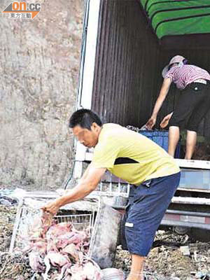 內地執法部門曾破獲加工病死雞的地下工場。