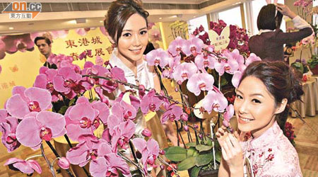 本港商場下周舉行室內花展，展出多盆新品種蘭花。	（盧志燊攝）