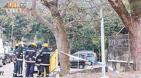 兩棵被鋸的大樹恐有倒塌危險，消防員在場戒備。	（葉嘉文攝）