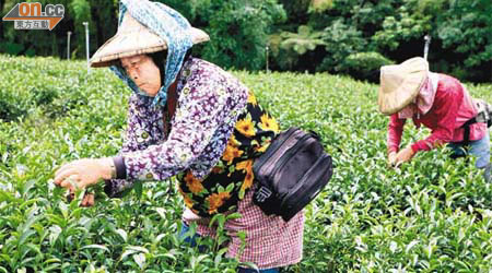 過往內地人只鍾情於產自阿里山的台灣高山茶，圖為阿里山茶農忙於採摘的情況。