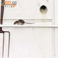 老鼠光天化日在花槽內的水管上「行街」。（讀者提供） 