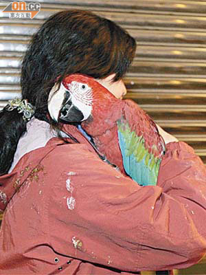 失而復得的金剛鸚鵡，身價逾四萬元。	（林振華攝）