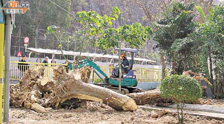 順安邨內不少有問題大樹被砍，引來不少街坊駐足觀看。