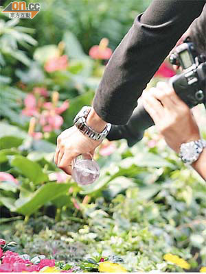 為加強攝影效果，一攝影人直接於花上灑水。	（吳啟偉攝）