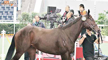 編號２號的新西蘭馬以七百五十萬元成交，為昨日身價最高馬匹。（梁耀榮攝）