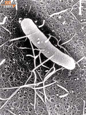 日本新潟大學的山本達男教授，拍攝到全球首張帶有NDM-1基因的「超級細菌」照片。	（資料圖片）