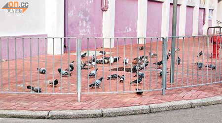 大量野鴿聚居，學校頓變「鴿場」。